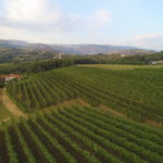 Vigneto sulle colline di Breganze Azienda Vitacchio Emilio